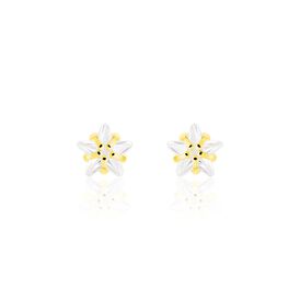 Ohrstecker Gold 333 Zirkonia Stern - Ohrstecker Familie | OROVIVO